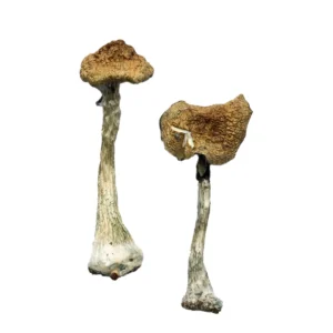 Where To Buy A+ Magic Mushrooms Online