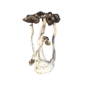 Buy Albino A+ magic mushrooms Online