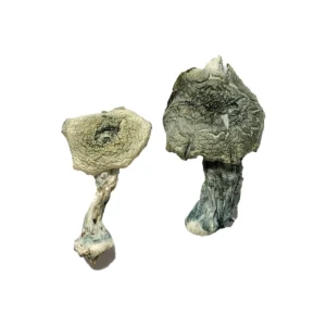 Albino Cambodian Magic Mushrooms