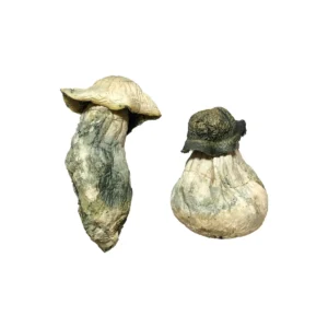 Buy Albino Penis Envy mushrooms Online