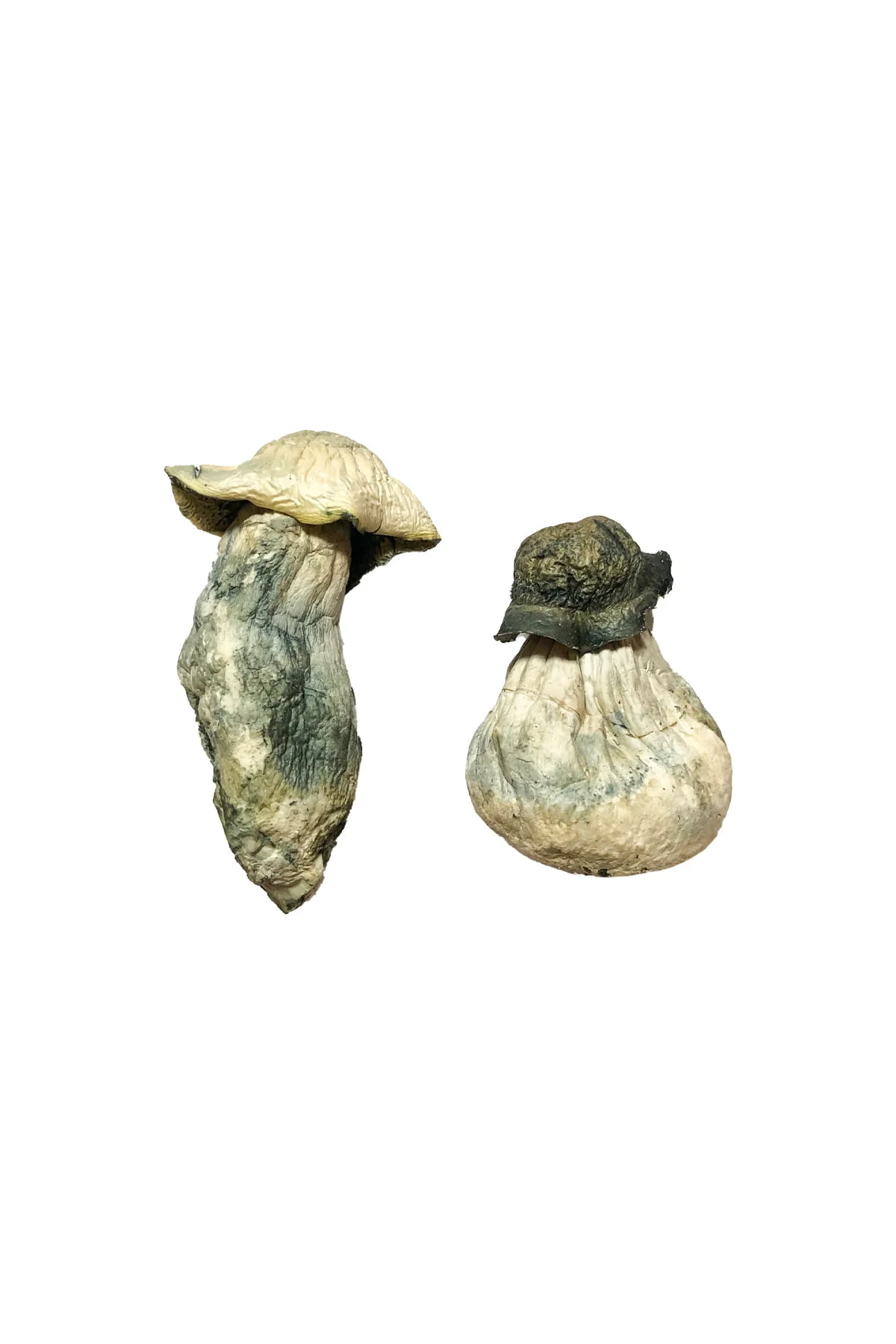Buy Albino Penis Envy mushrooms Online