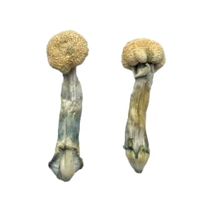 Remove term: Buy Albino Treasure Coast mushrooms Online Buy Albino Treasure Coast mushrooms Online